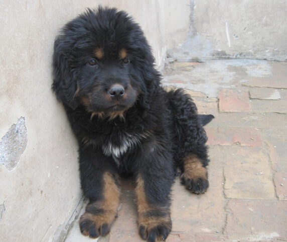 藏獒发狂连咬数人 更是导致主人猝死