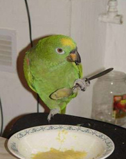 墨西哥无毛犬的性格 该犬非常活泼友善