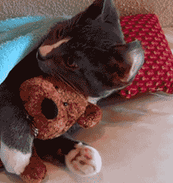 看什么看...没见过抱泰迪熊睡觉啊