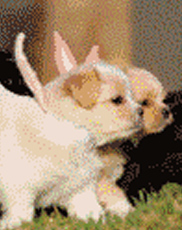 年轻女子坐公交让狗坐在车座上不理周围乘客