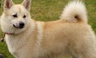 挪威布哈德犬的形态特征 该犬开朗友好