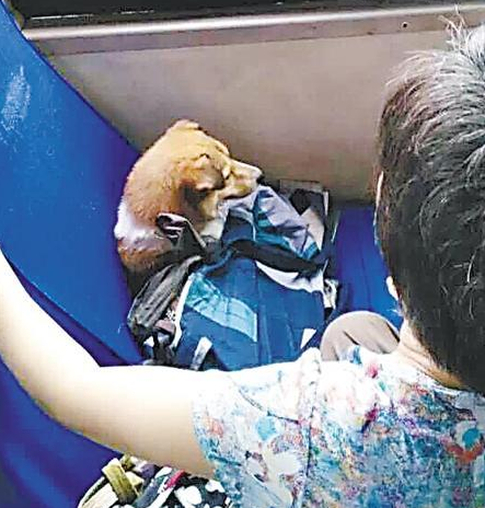 主淫 我们家闹贼了