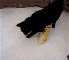 小鸭死跟喵星人