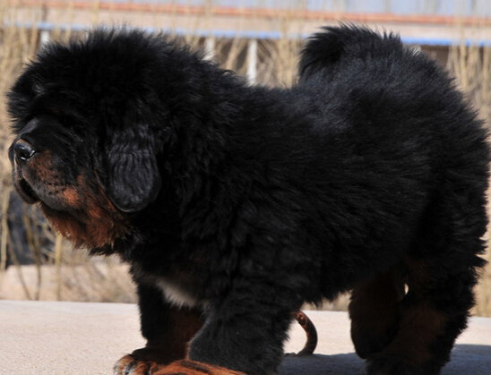 藏獒发狂连咬数人 更是导致主人猝死