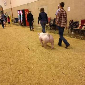 主人咱们这是去哪阿