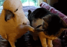 猫猫就服这一招