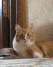 11只狗崽子惨遭主人遗弃 幸得爱心人士的收养