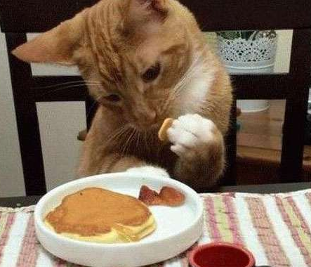 二货喵你这吃相还能更矫情一点么！