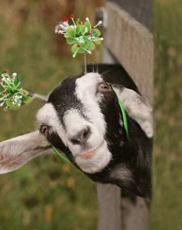 undefined{{pos:,w:,h:}}