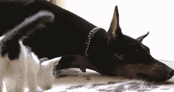 猫咪叫板德国短毛猎犬