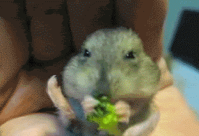 好美味，好好吃哟。。。