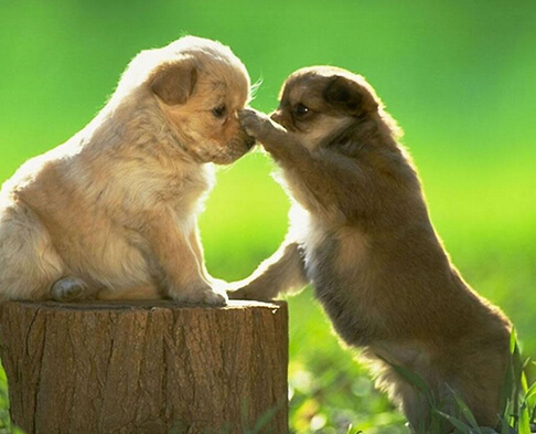 狗狗每天坚持健身 获得选美比赛季军