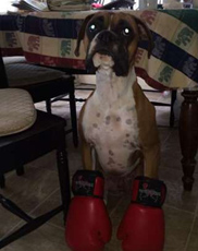 墨西哥无毛犬好养吗 食物最好多元化搭配