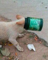 意大利灰狗的形态特征 该犬气质高雅