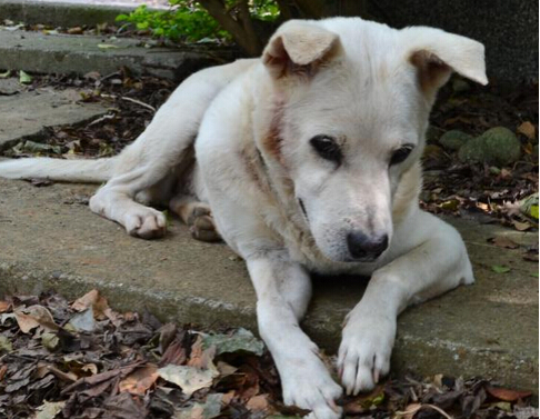 宠物公厕落户冼村 赢得大片养狗人的叫好