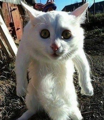 卧槽！这什么哟？怎么有只猫长的跟劳资这么像