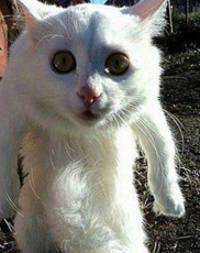 有特殊怪癖的狗狗 喜欢把脚放嘴里