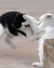 冰岛牧羊犬好养吗 最好定期给它们体检