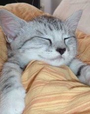 11只狗崽子惨遭主人遗弃 幸得爱心人士的收养