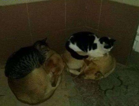 把傻乎乎的汪星人当床最舒服了