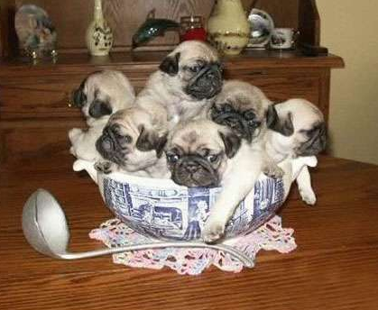 undefined{{pos:,w:,h:}}