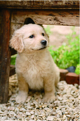 狗狗每天坚持健身 获得选美比赛季军