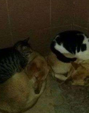 墨西哥无毛犬怎么养 定期洗澡很有必要