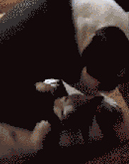 11只狗崽子惨遭主人遗弃 幸得爱心人士的收养