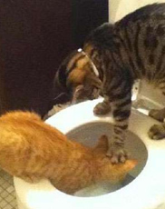 冰岛牧羊犬怎么养 该犬比较爱吃生食