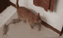 喵哥，你去哪，我就去哪