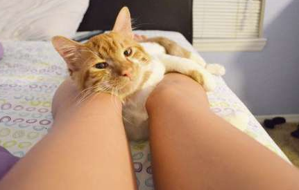 主人的大长腿哦