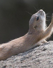 短脚长身梗的寿命 是比较长寿的犬种