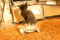 整了个新坐骑，出来遛遛弯