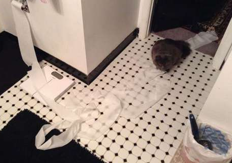 死猫又在捣乱了