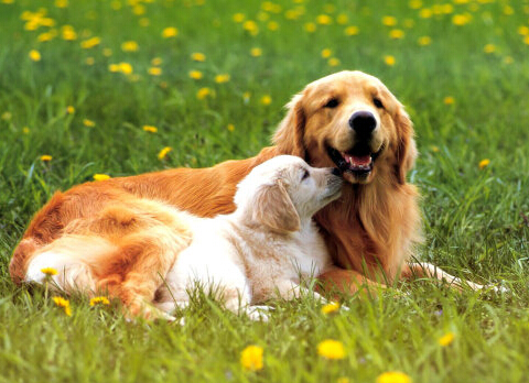 墨西哥无毛犬的养护常识 注意防寒