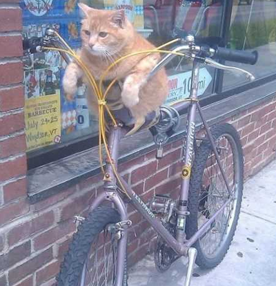 今天刚学会骑自行车，好难啊