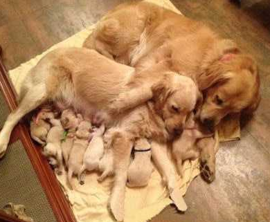 不想起床!!因为…只有躺着的时候肚子是平的