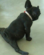 冰岛牧羊犬的养护常识 要定期给它洗澡