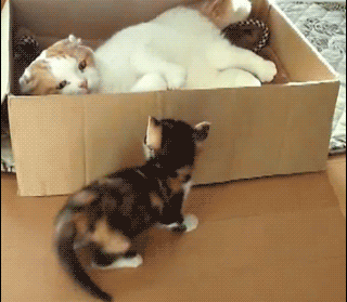 一拳就把你击昏倒