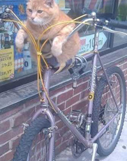 欧美名媛花巨款在狗狗身上引得网友的炮轰