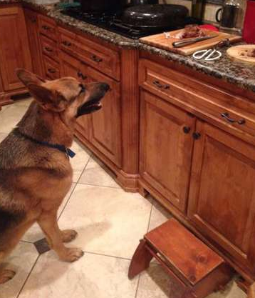 你确定这是你的窝？