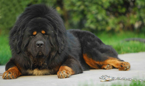 天价狗狗配一次种就要 20万 引得众多市民参观