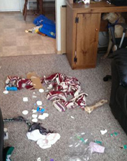 墨西哥无毛犬幼犬怎样护理 注意保温