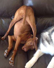 安纳托利亚牧羊犬好养吗 要做好驯养工作