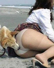 冰岛牧羊犬的寿命 大致在12年左右