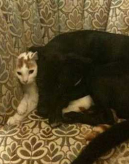 欧美名媛花巨款在狗狗身上引得网友的炮轰