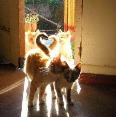 后面的2只猫笑什么呢？围观秀恩爱？