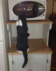 安纳托利亚牧羊犬的寿命 在10到11年左右