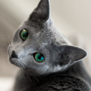 体型细长以及大而直立的尖耳朵俄罗斯蓝猫图片合集图片