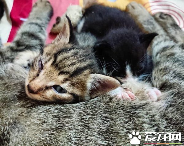 母爱爆棚的中途猫咪 主动照顾孤儿小猫-吉米宠物社区(gimipet.com)